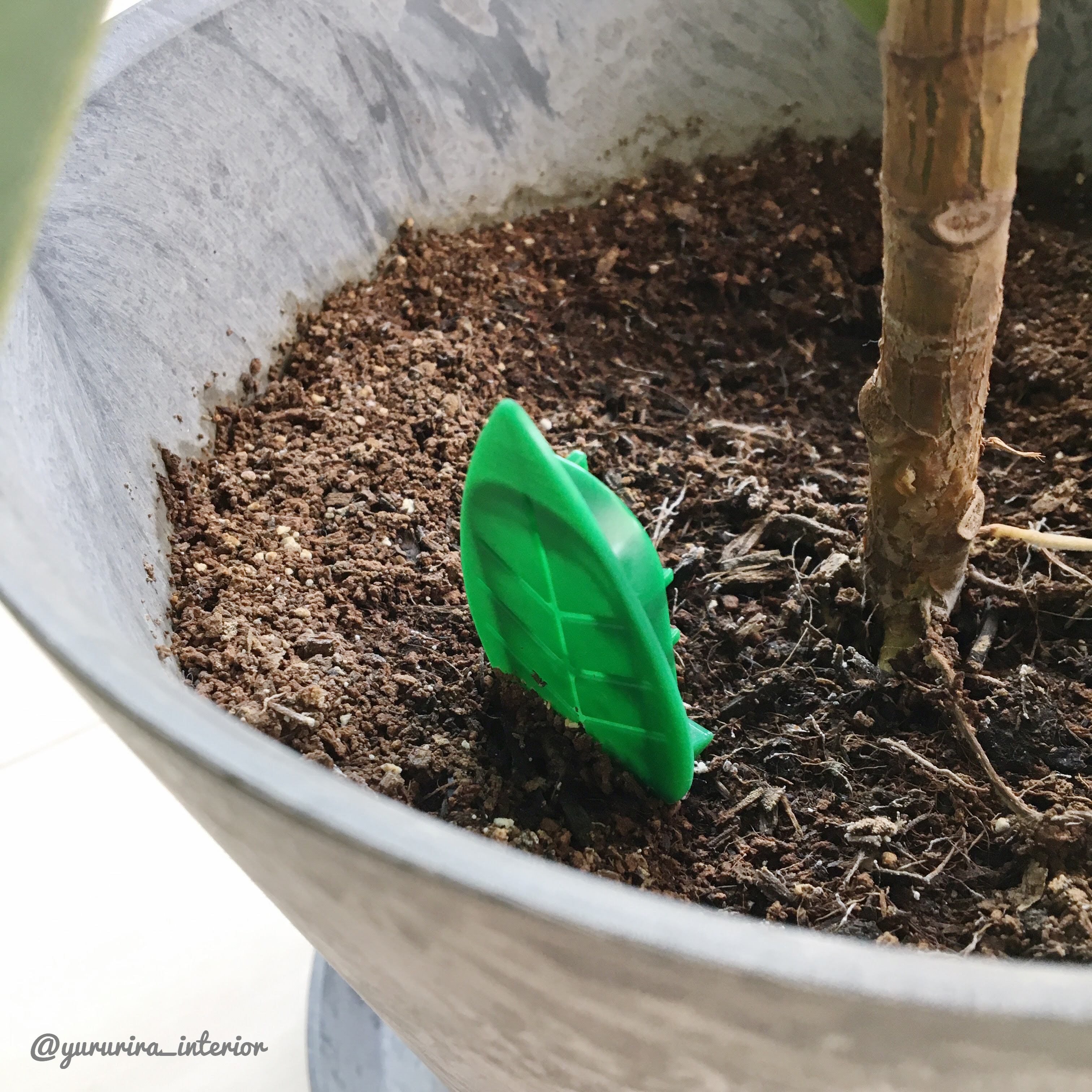 観葉 植物 コバエ 対策 観葉植物はコバエ対策が重要 効果的な予防 駆除方法