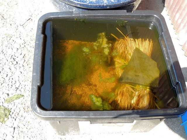メダカとミナミヌマエビの飼育 その２