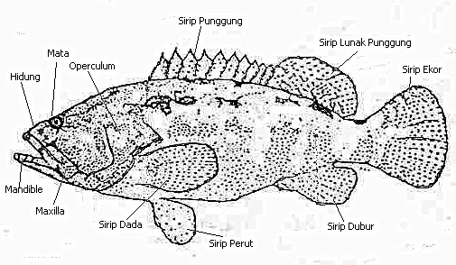 Gambar