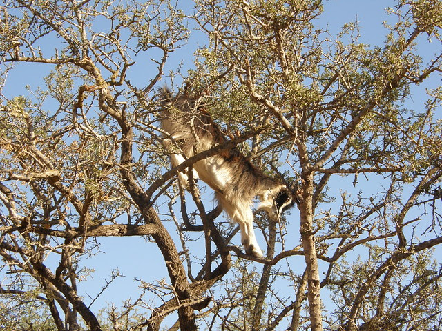 Tree-Climbing Goats of Morocco