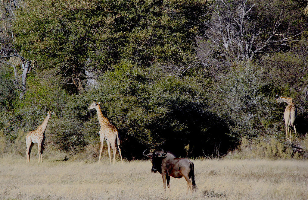 DSC07627 wildebeest and three giraffes