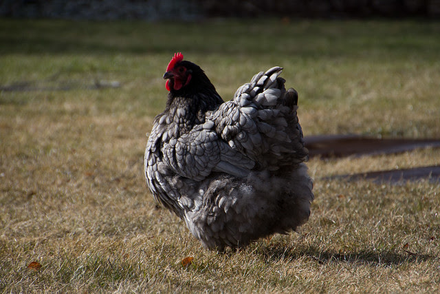 Fluffy (Orpington)