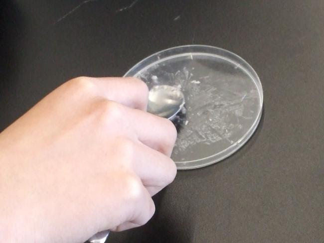 インゲン豆の栄養を調べる 植物の発芽と成長 おもしろ理科 Preparation Assistant For Scientific Experiments And Observations