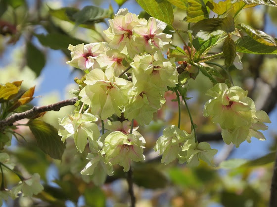 御衣黄と鬱黄桜