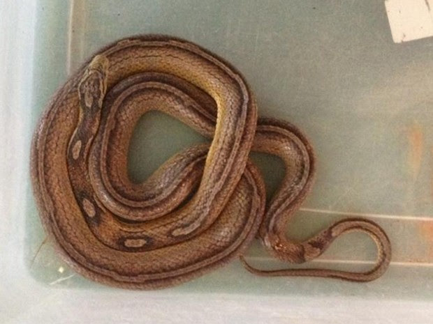 Réptil é um exemplar exótico da espécie conhecida como cobra-do-milho (Foto: Ibama/Divulgação)