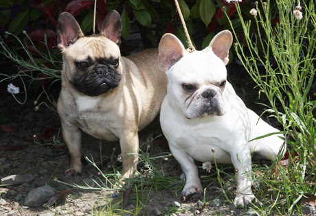 French Bulldog Puppies  Maltese Puppies • French Bulldog 
