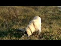 Video Севастопольский Хатико .mp4