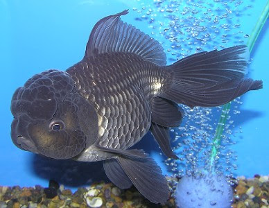 青文魚 通信販売 京阪錦鯉センター本店