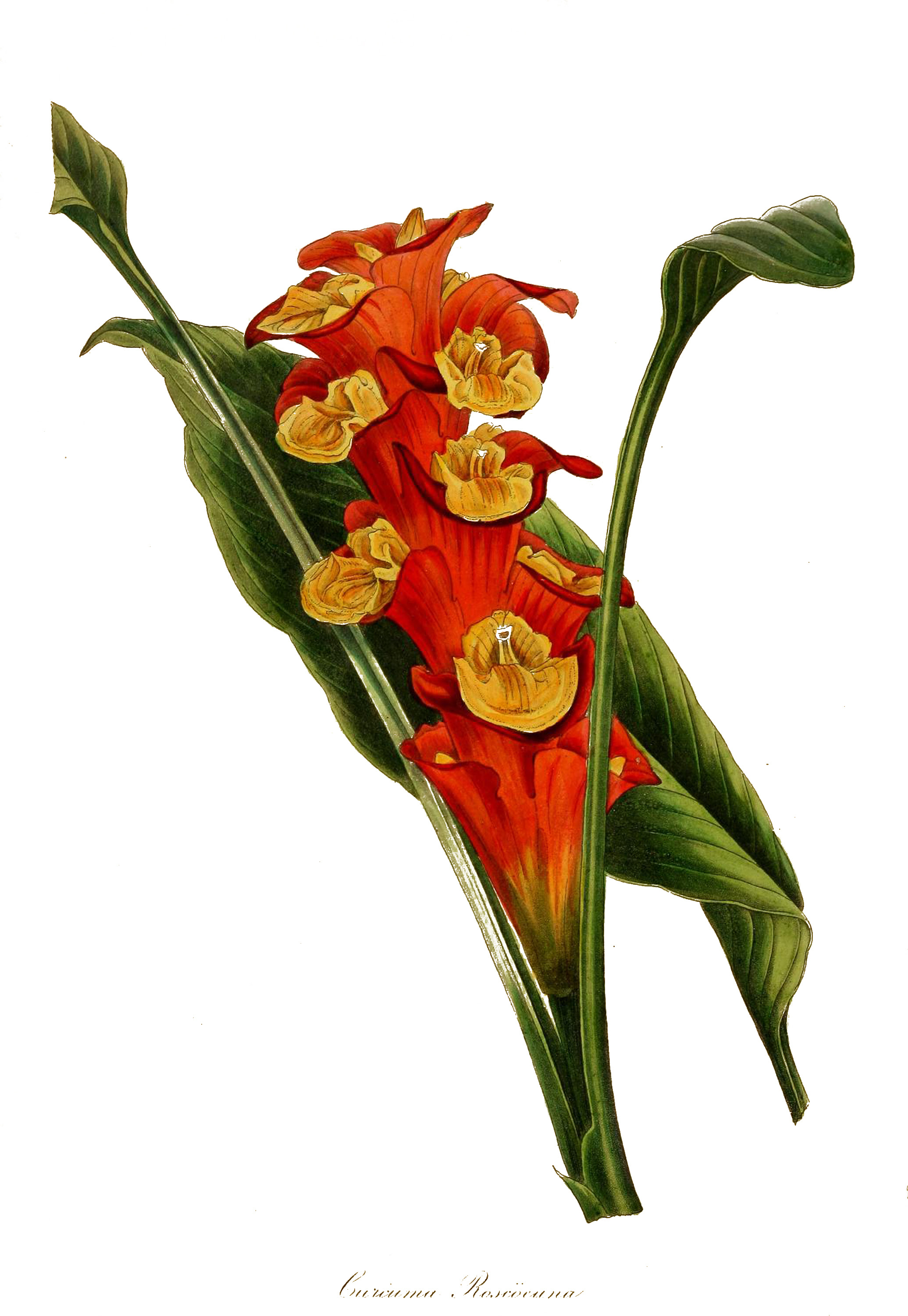 Download Australian flowers clipart 20 free Cliparts | Download ...