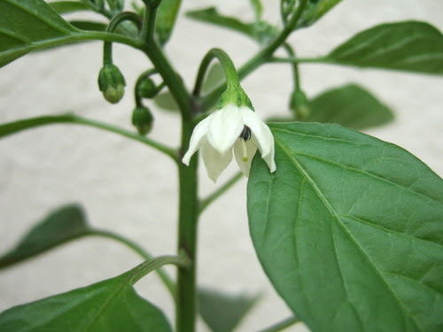 ベランダ菜園 ししとうの花