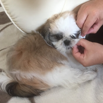 伝染性 業界 大臣 犬 目やに 取る Streetfeetwomen Org