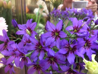 本日入荷のおすすめ切り花です ラ フローラ 福岡県久留米市の花屋