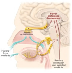 Mekanisme persepsi flavor yang melibatkan indra pengecap (lidah) dan indra pencium (hidung).