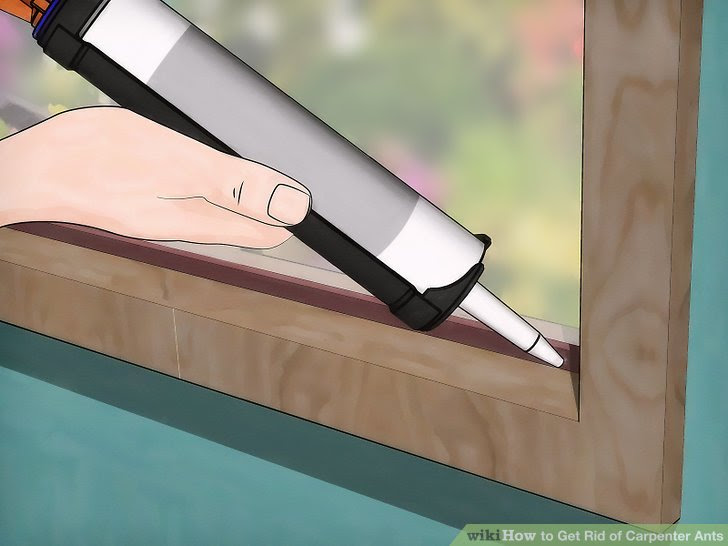Get Rid of Carpenter Ants Step 10 Version 3.jpg