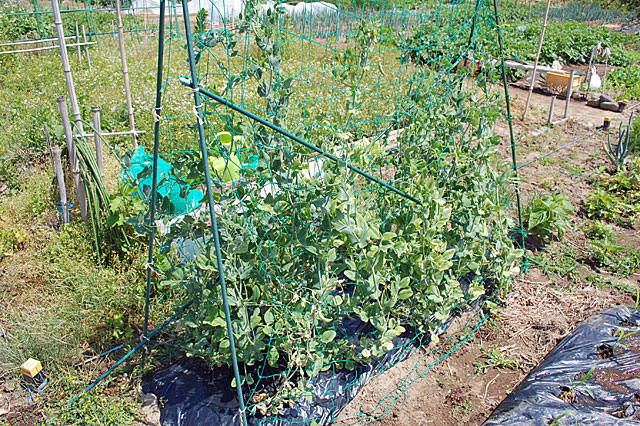 春蒔きスナップエンドウの片付け 葉茎が枯れてからネットを外します 子供と楽しむ たかみん菜園ライフ