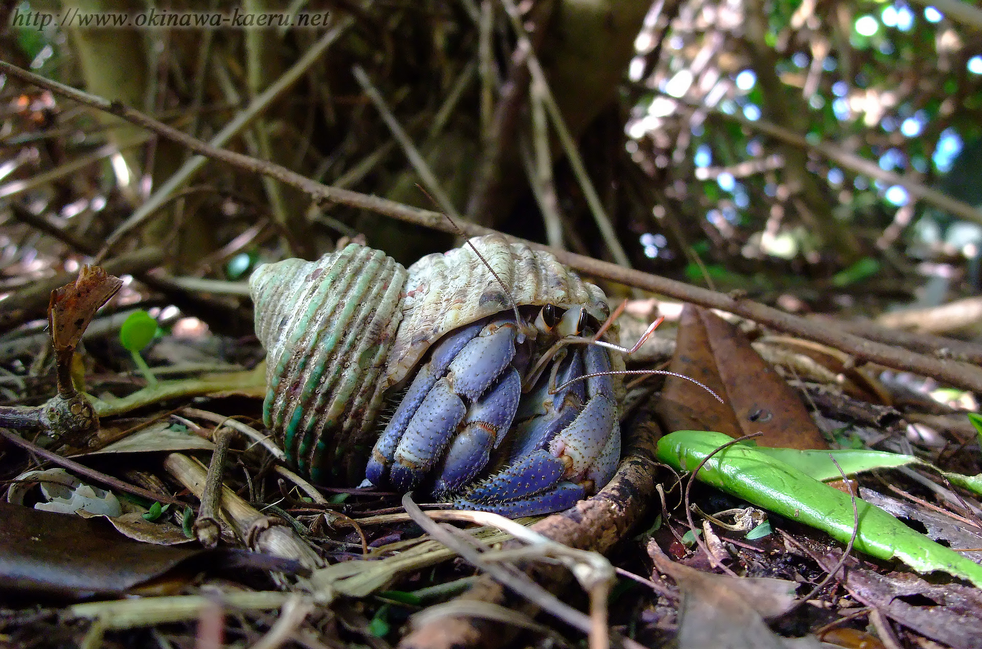 ムラサキオカヤドカリ Coenobita Purpureus Purple Land Hermit Crab 沖縄の甲殻類 陸産大型甲殻類 おきなわカエル商会