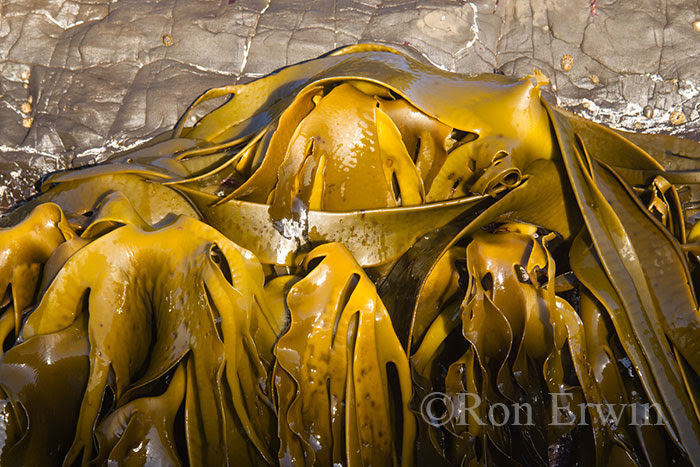  Kelp, Curio Bay, New Zealand