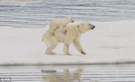 A polar bear cub travelling on it's mother's back