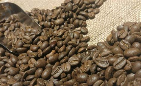 jenis biji kopi  lezat  dunia