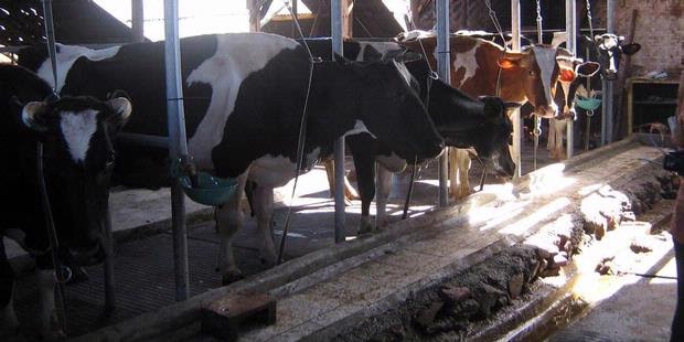 Aneh, Pencuri Hanya Ambil Dua Kaki Sapi