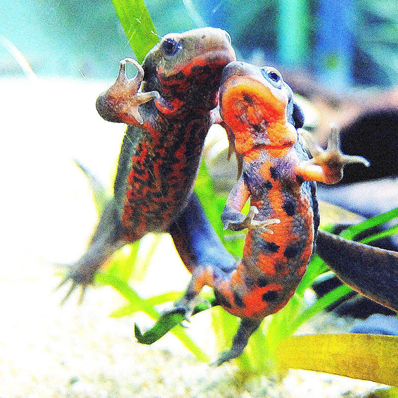 アカハライモリの特徴と飼い方を紹介 必要なグッズやお世話の注意点