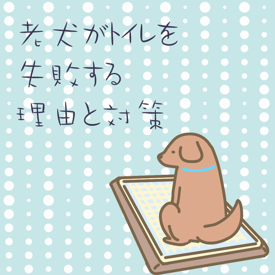 老犬がトイレを失敗する理由と対策 お漏らししても楽しく過ごしたい飼い主さんへ 犬の総合情報サイト ペットスマイルニュースforワンちゃん