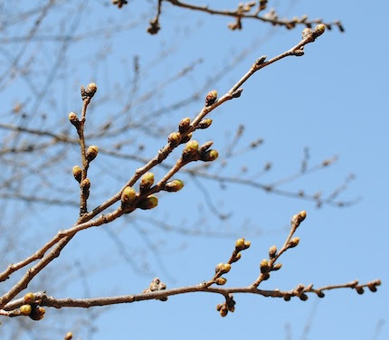 桜はまだまだ蕾でした 珈琲まめ達 まめ日記