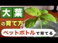 【ベストコレクション】 しそ 栽培 室内 104823