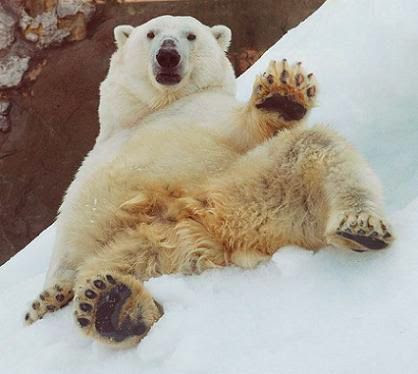 思わず吹き出す動物の面白いpc用高画質画像 壁紙を集めてみました 写真まとめサイト Pictas