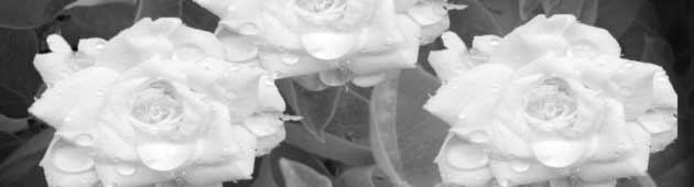 Peoriawedding Com Your Guide To Peoria Il Weddings