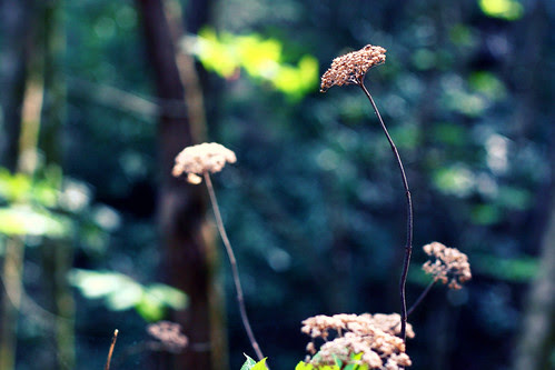 flowers..