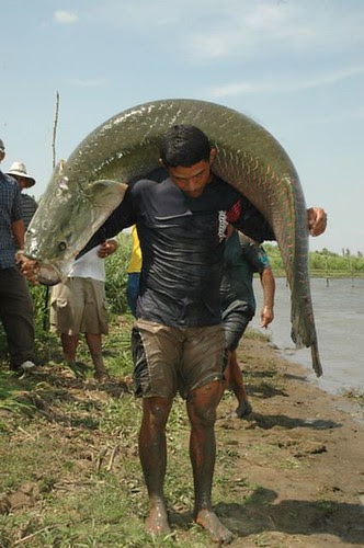 Pesca de pirarucu (Santarém - PA)