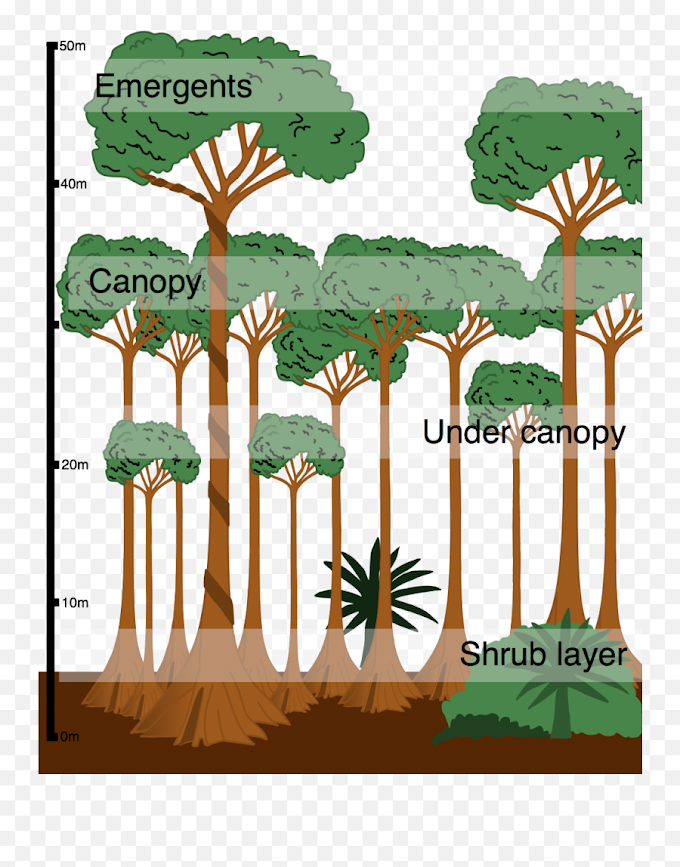 Canopy Rainforest Definition : Tropical Rainforests S Cool The Revision Website / Scientists divide the rainforest into four distinct layers: