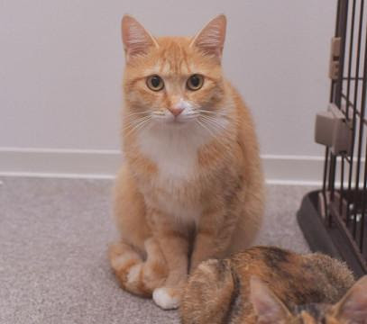 新潟県 怖がりさんですが おとなしい茶トラの女の 猫の里親募集 ネコジルシ
