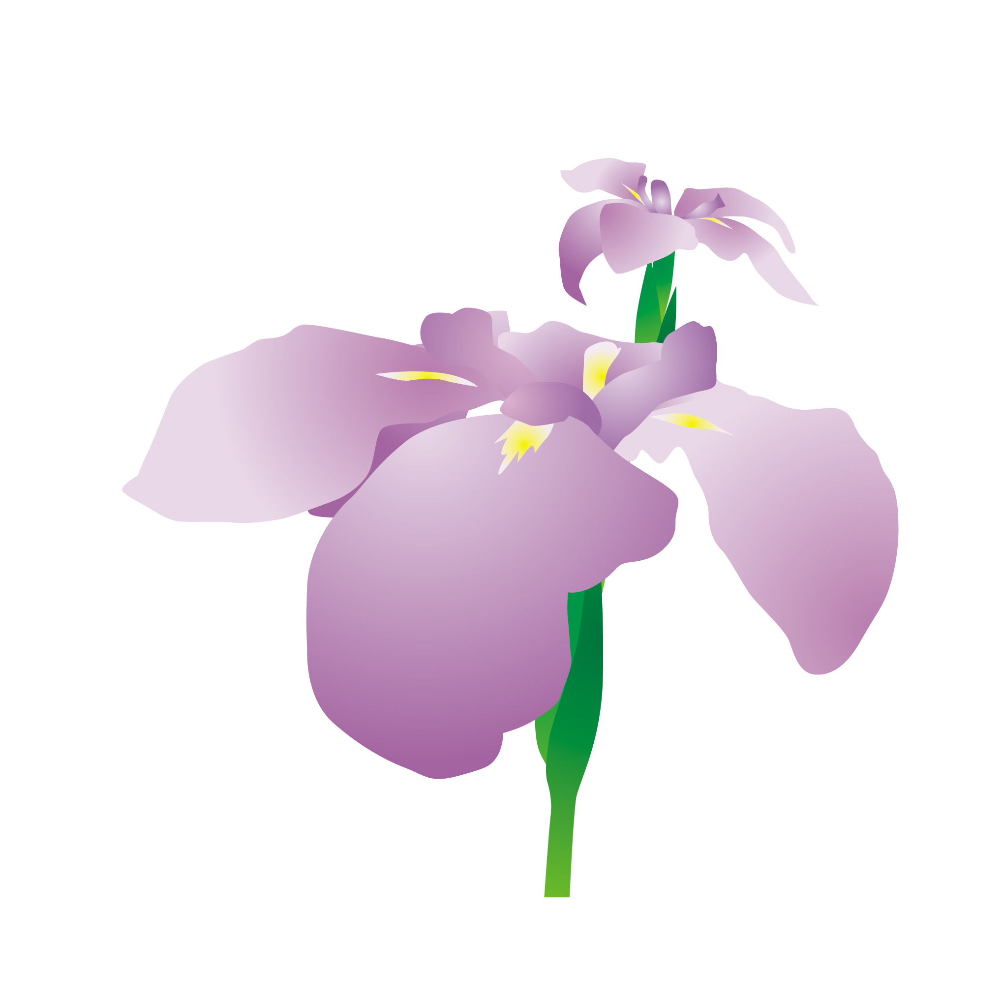 花のイラスト 無料 6月