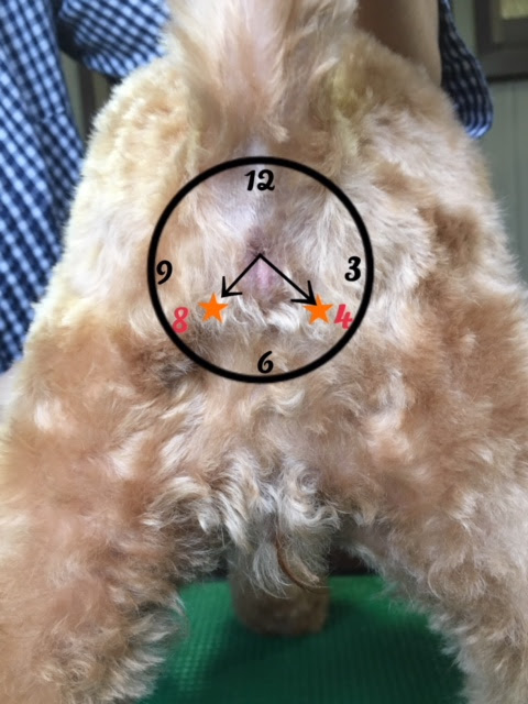 はせ動物病院 スタッフ日記