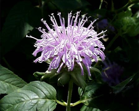 17日 ベルガモット 花の図書館