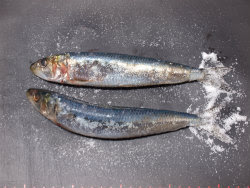 いわしの塩焼き 魚料理と簡単レシピ