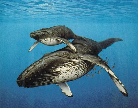beluga whale skeleton. Beluga Whales