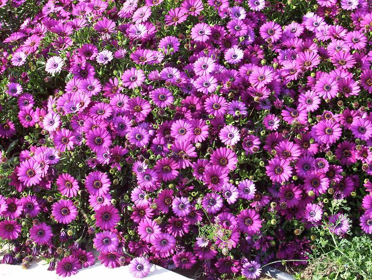flor