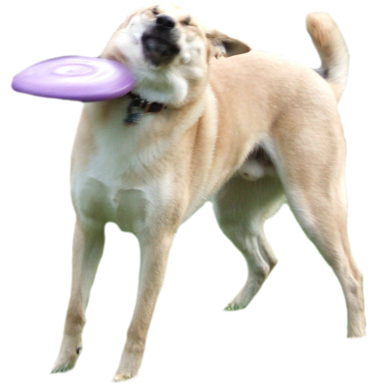 Dog getting hit by frisbee : cutouts