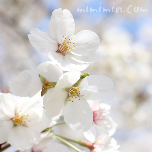 桜の豆知識 サクラの花の写真 花言葉 みみみんブログ
