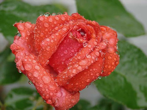 red rainy rose