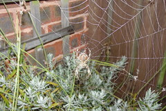 Cobwebs #4
