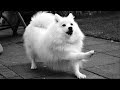 [ベスト] japanese spitz dog black 700477-Japanese spitz dog black