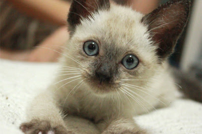 性格 毛色 寿命など シャム猫はどんな猫 ねこびあ 猫のトリビア 猫の飼い方や豆知識などが身に付く情報サイト