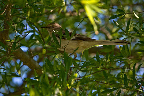 110429 Baby Birds