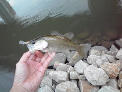バス釣り In 大阪市内 D3 Bass Report Stg Walk Gun Style