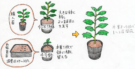 トマト 家庭菜園 ベランダ菜園ガイド Jaむなかた