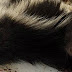 Do Mothballs Repel Skunks / Maybe you would like to learn more about one of these?